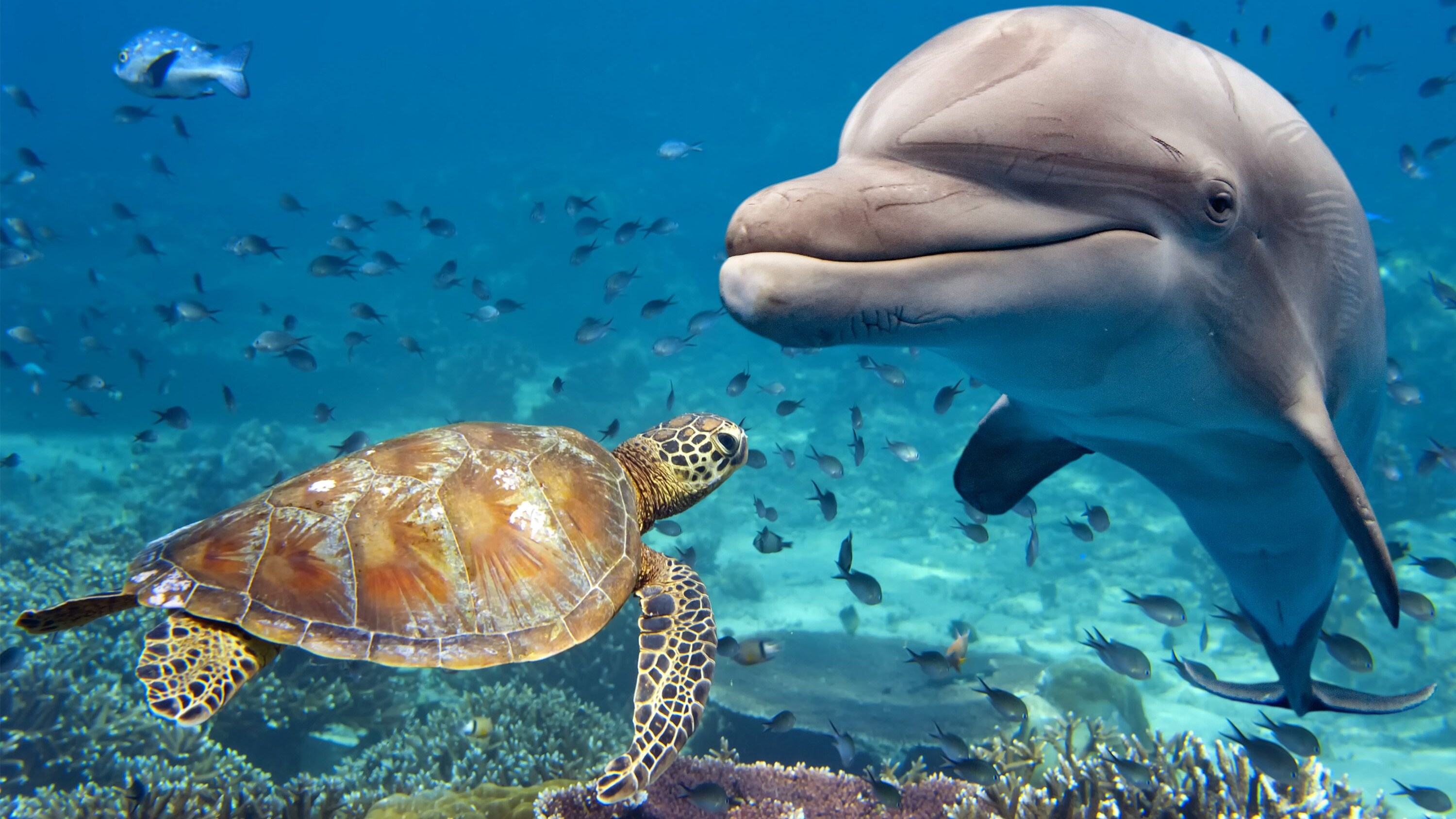Giornata Mondiale degli Oceani