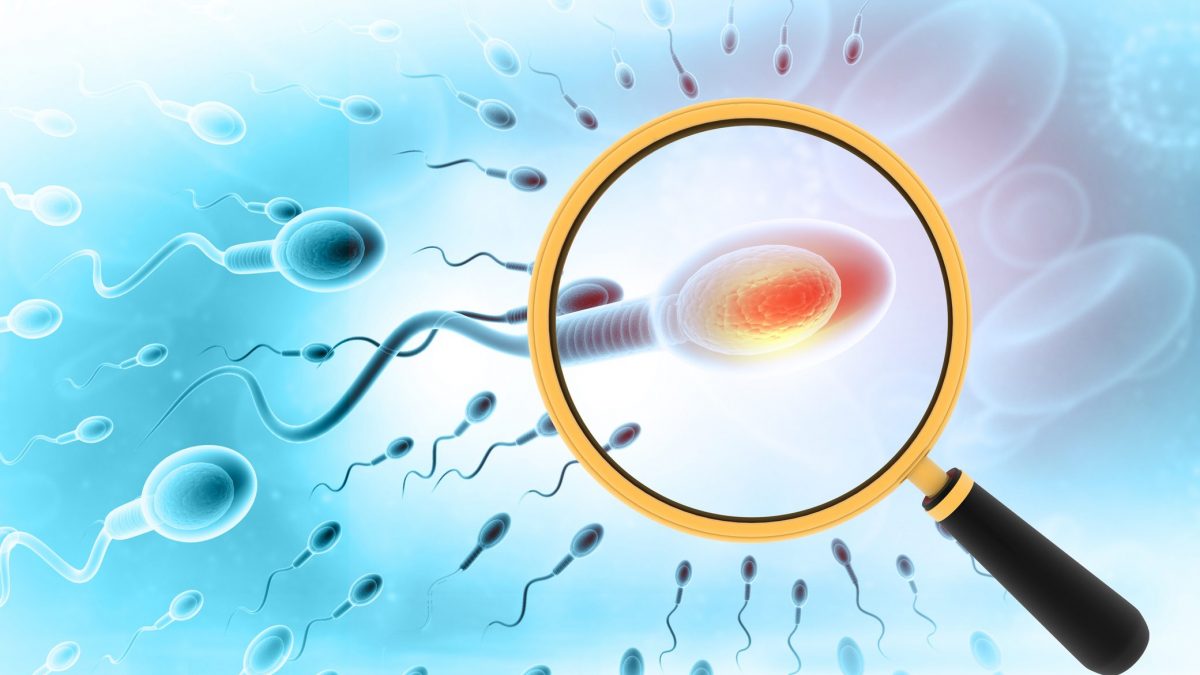 COVID potrebbe danneggiare gli spermatozoi