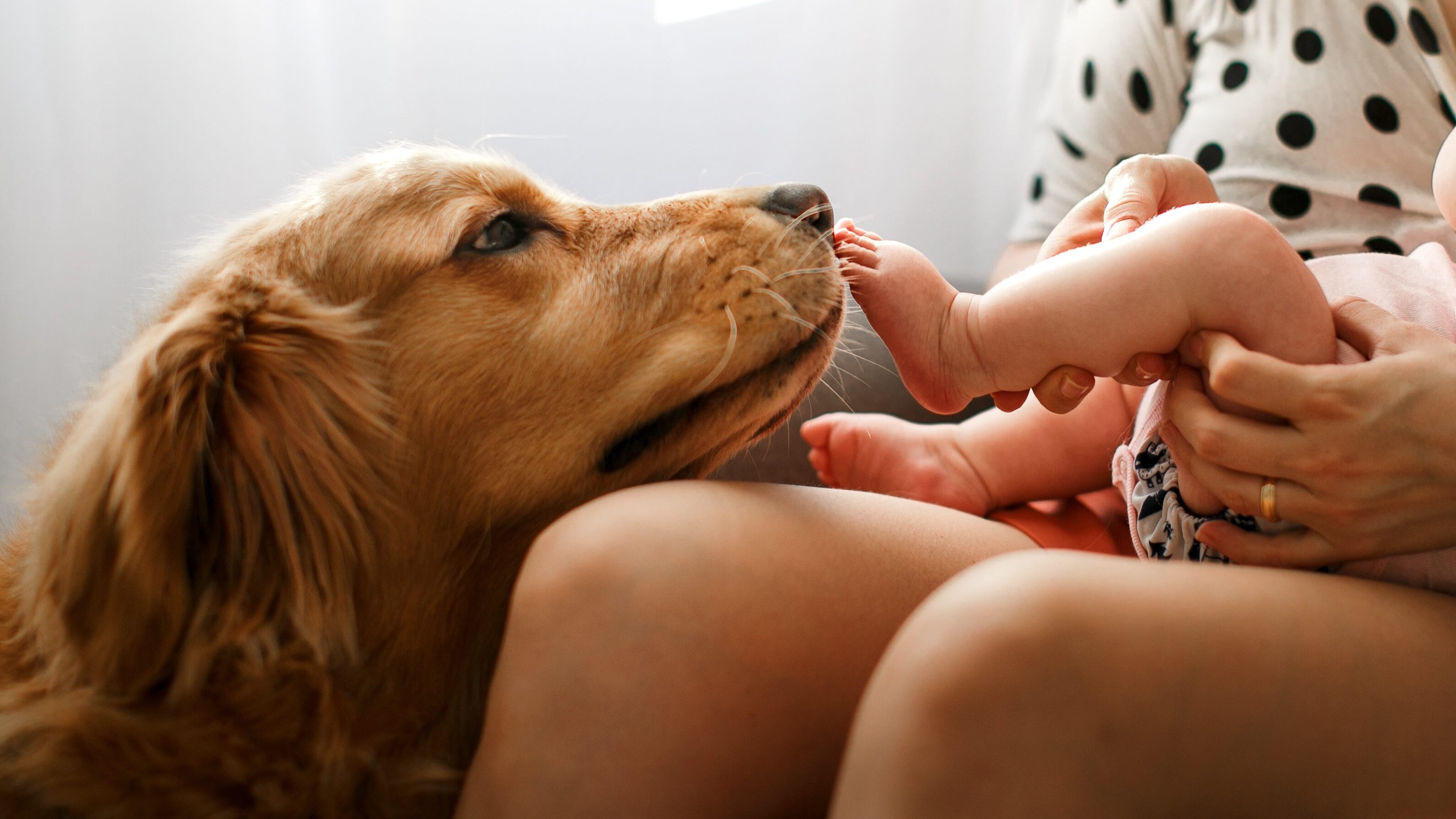cane e neonato