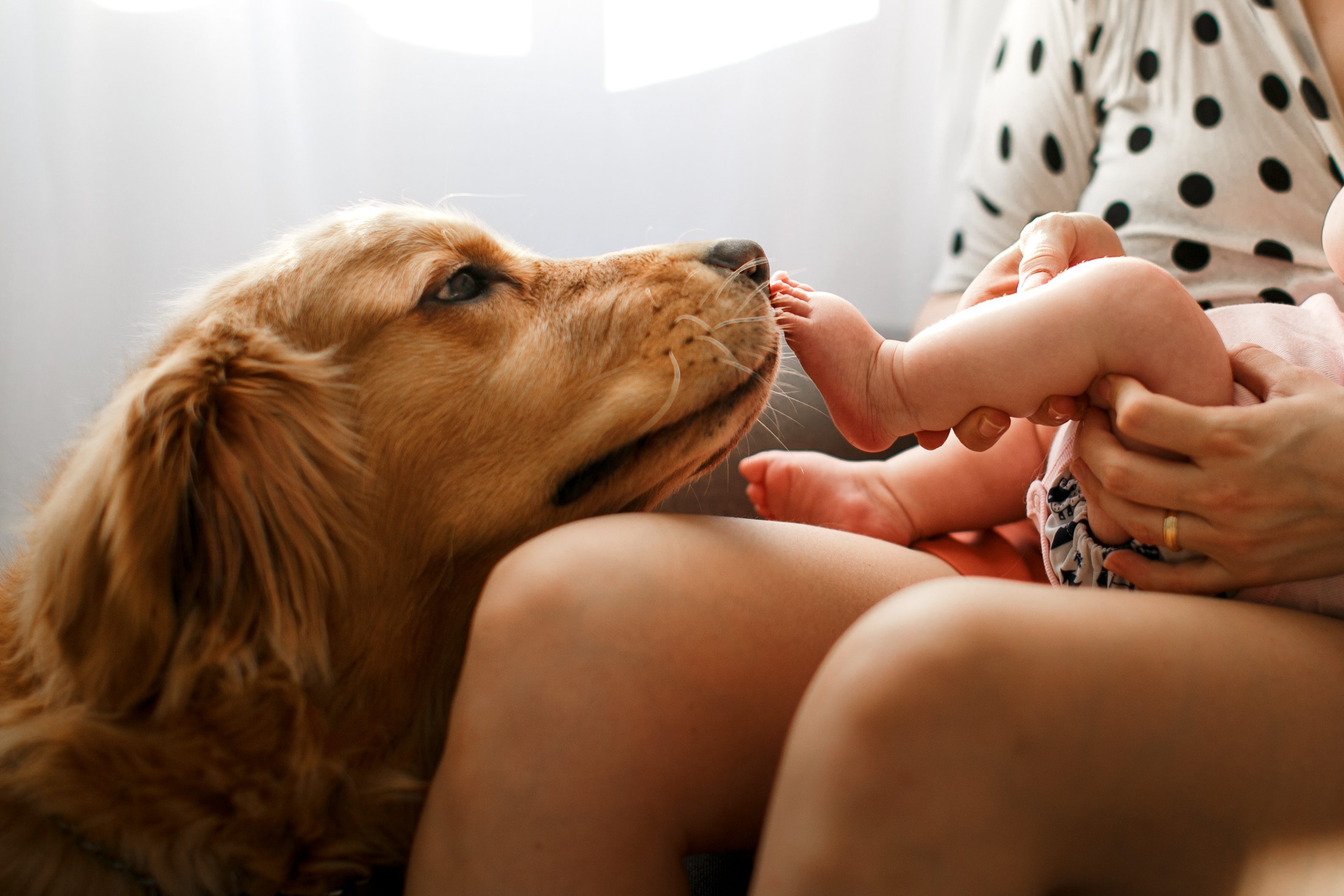 cane e neonato