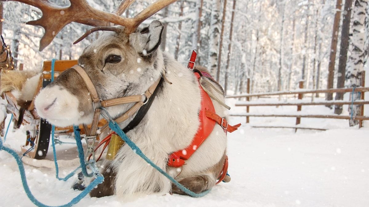 Renne di Babbo Natale