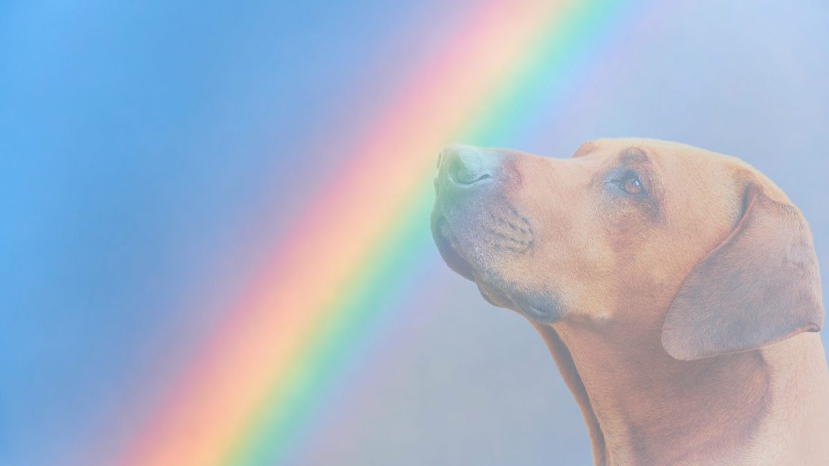 spiegare ai bambini la morte di un animale domestico