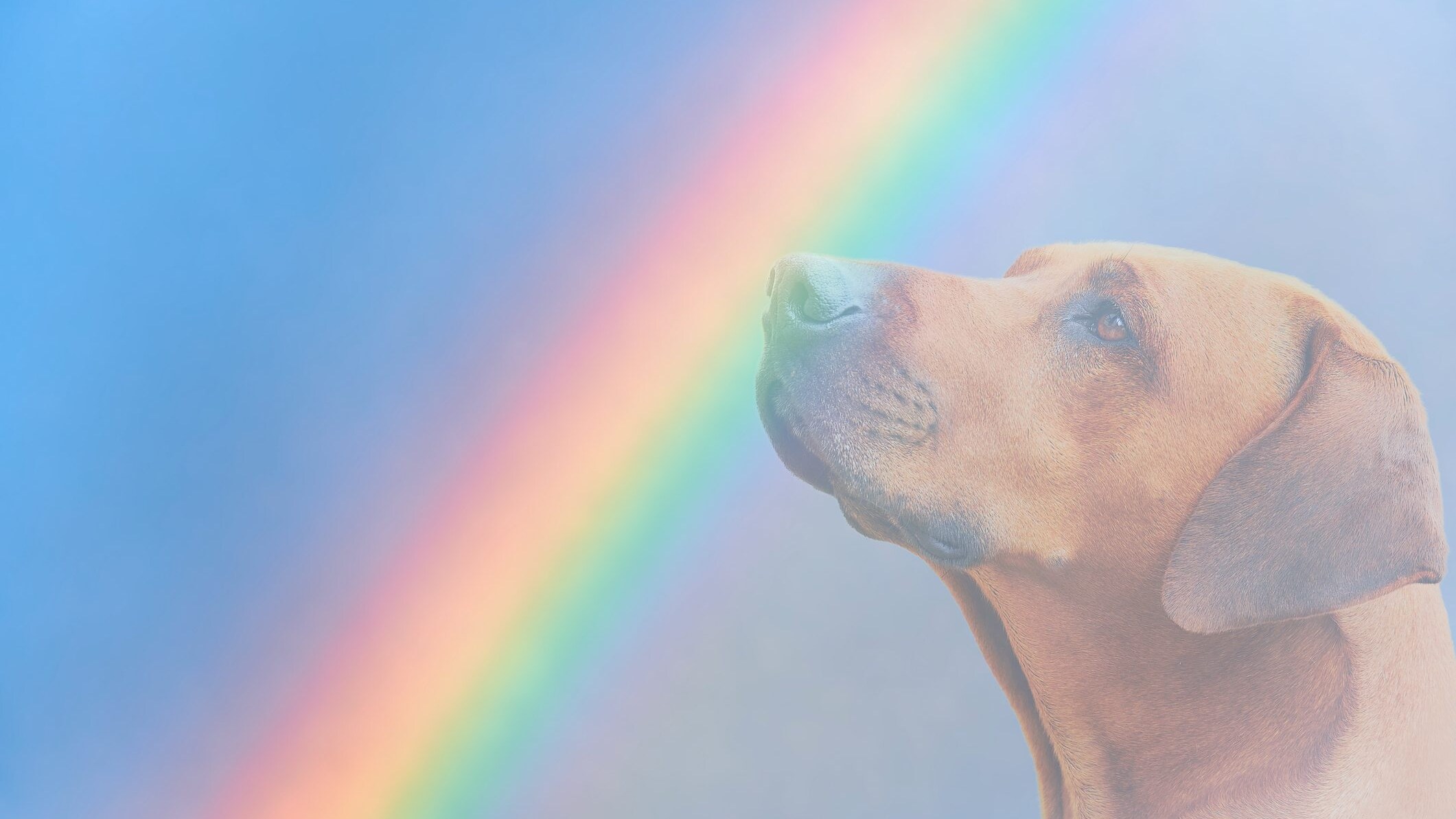 spiegare ai bambini la morte di un animale domestico