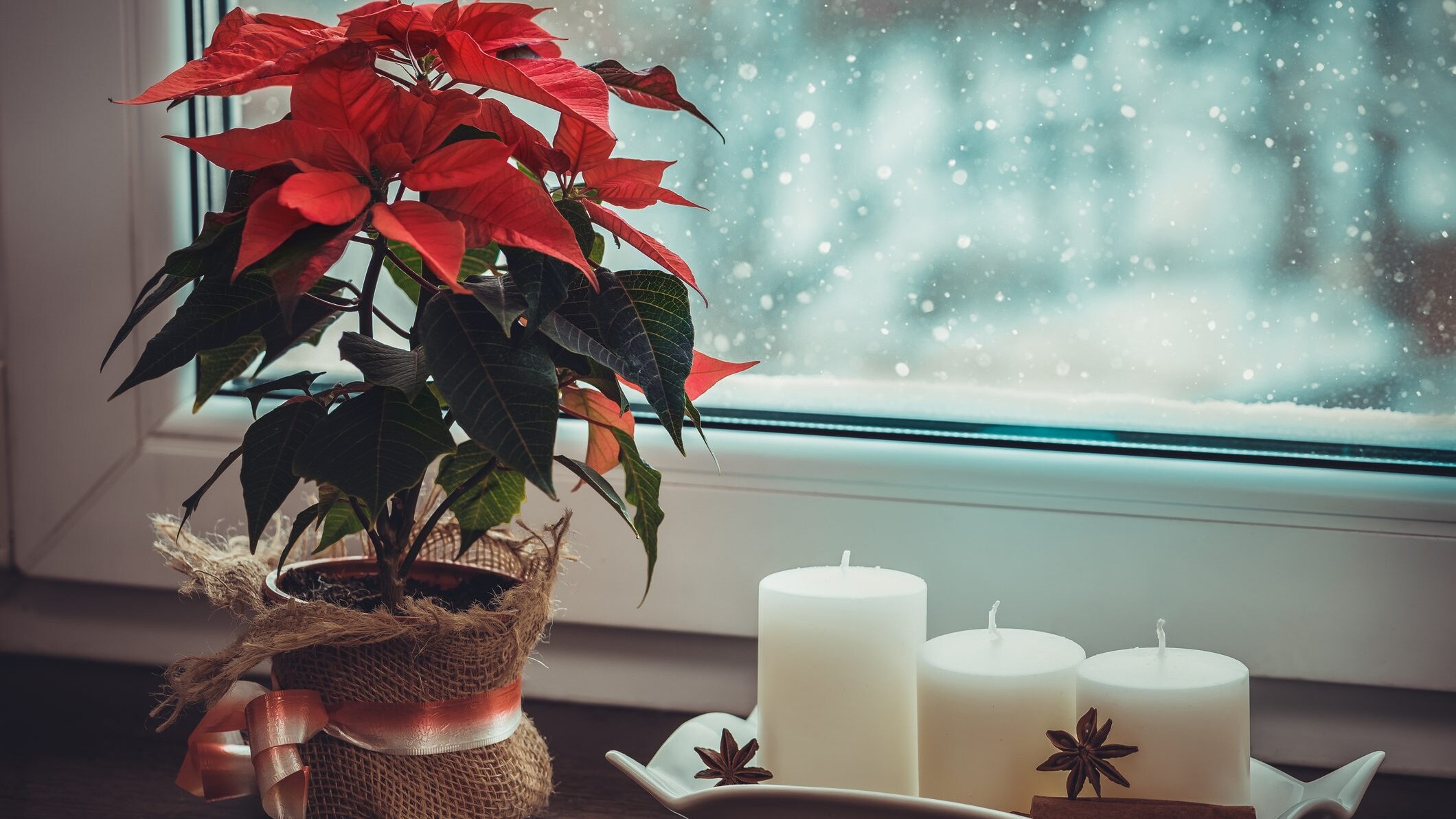 stella di Natale è velenosa per i bambini
