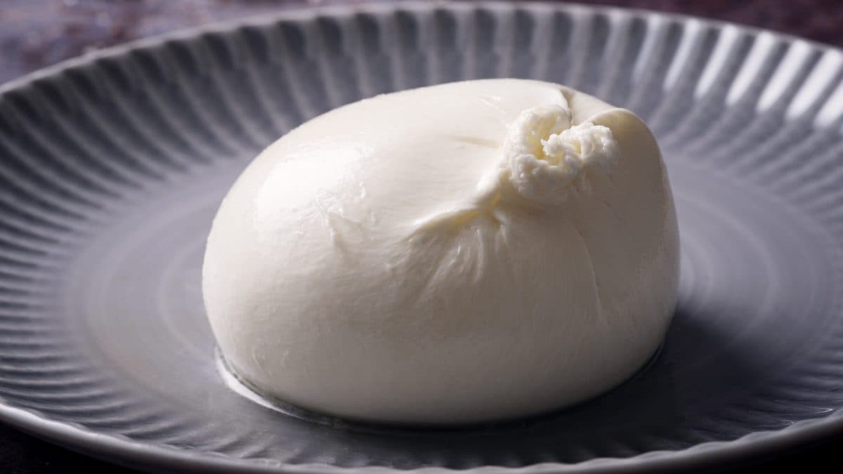 burrata gravidanza