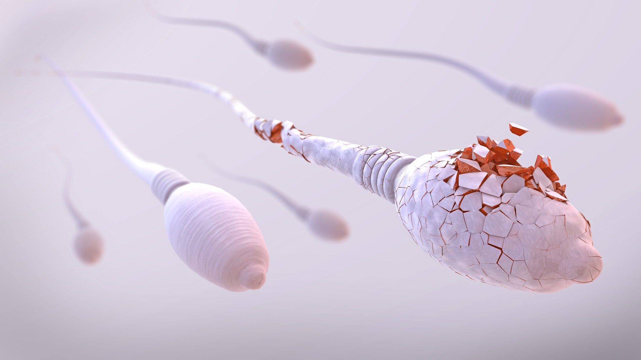 Il microbiota seminale potrebbe essere il responsabile dell'infertilità maschile